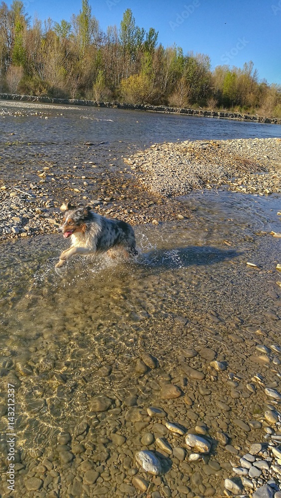 Chien et rivière Stock Photo Adobe Stock