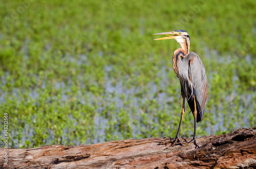 Ardea purpurea - purple heron photo