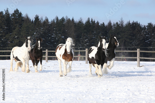 Group of horses running in winter