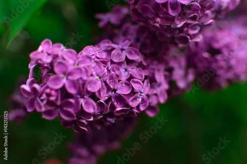 Flowers (macro with blur)