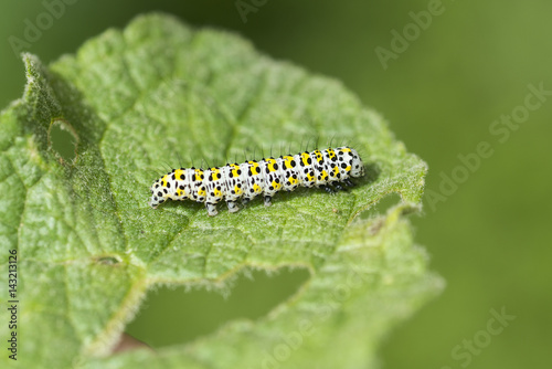 Caterpillar © sezer66