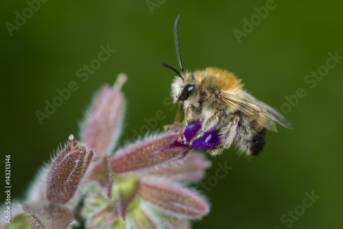 Bee on the flower © sezer66