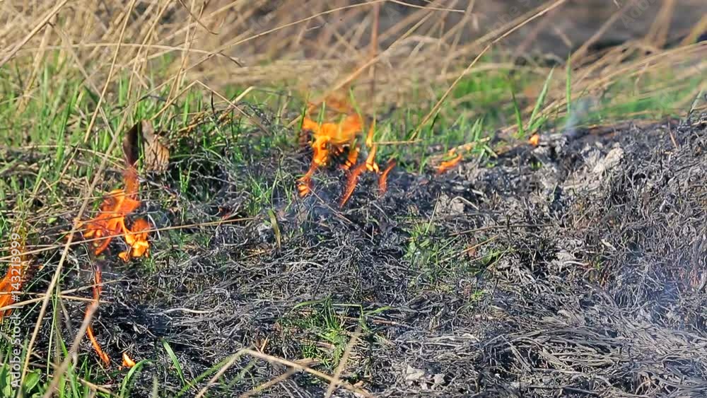 Burning dry grass closeup. Dry grass burns only sprouted green grass Burning dry grass closeup. Dry grass burns only sprouted green grass