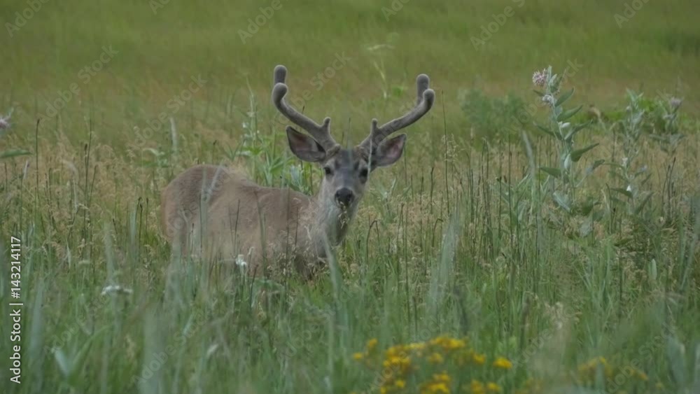 Alert Mule Deer Looks up Towards Camera, in Long Grass Alert Mule Deer Looks up Towards Camera, in Long Grass