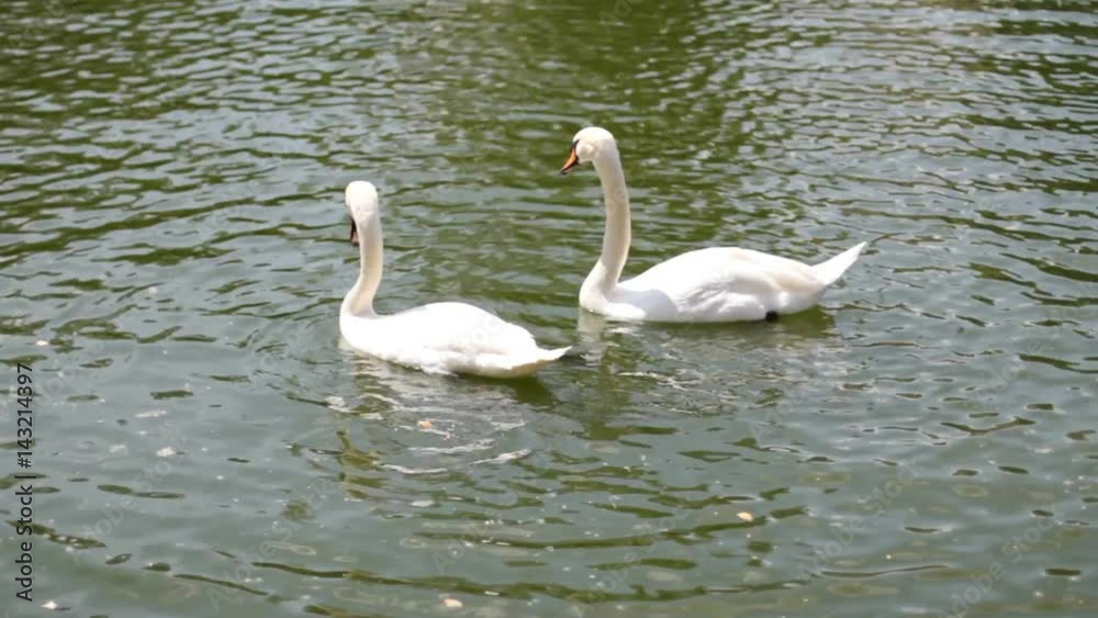 two swans swimming on the water in pond two swans swimming on the water in pond