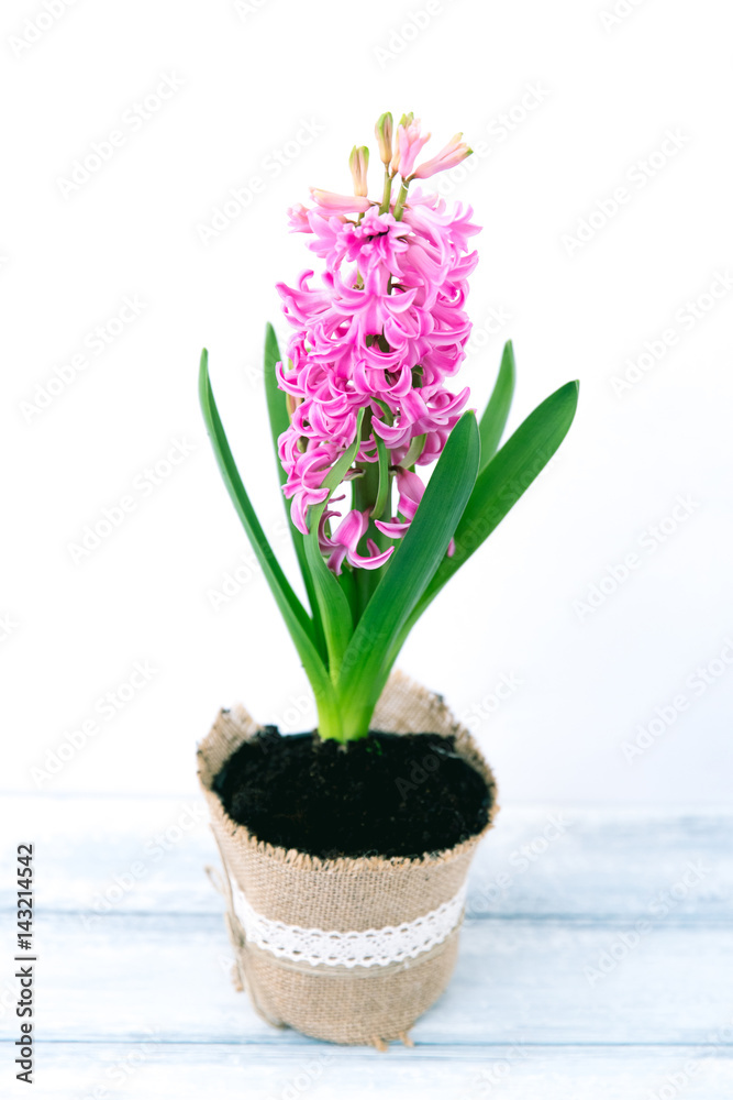 Fototapeta premium Pink hyacinth plants 