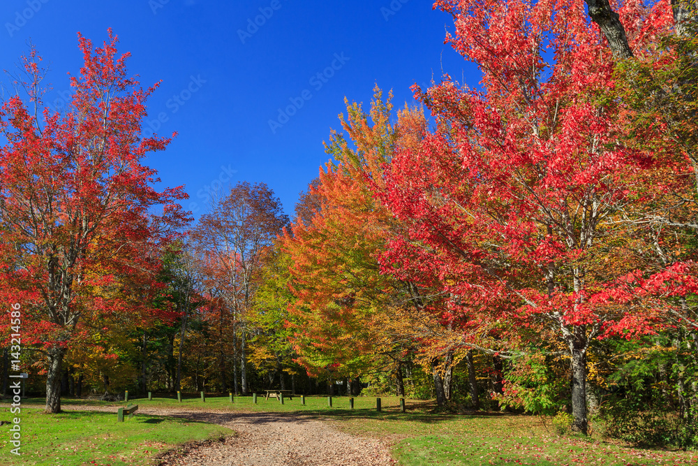 Naklejka premium Brilliant fall foliage in rural Nova Scotia, Canada.