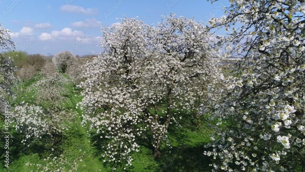 Aerial bird view flying very close past cherry blossom crown of cherry tree beautiful white blossom and below showing green grass field amazing crisp white foliage flowers growing before cherries 4k Aerial bird view flying very close past cherry blossom crown of cherry tree beautiful white blossom and below showing green grass field amazing crisp white foliage flowers growing before cherries 4k