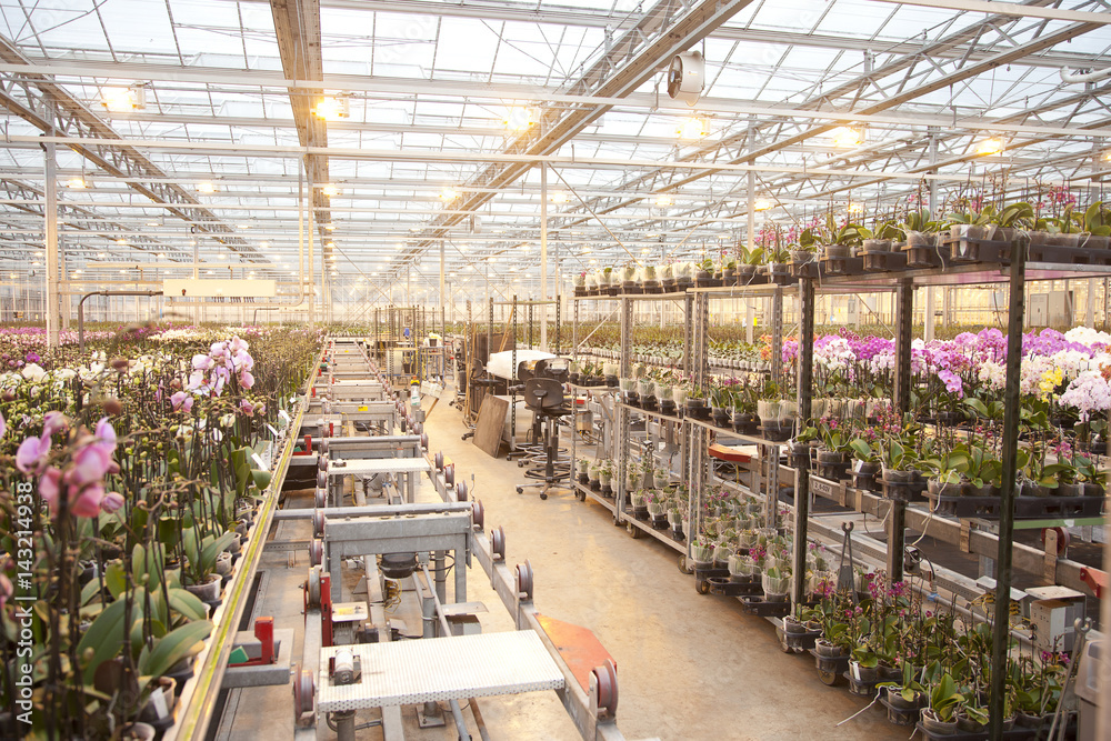 Workspace at orchid company for sorting orchids