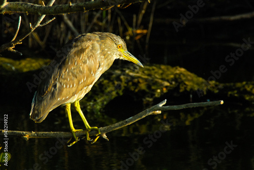 Black-crowned night heron