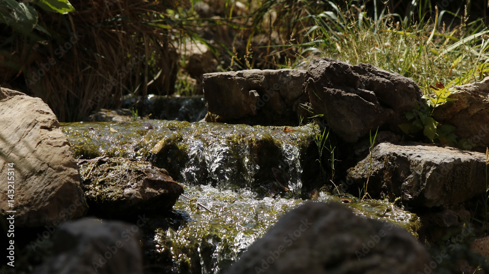 Close view of a forest creek with stones and grass Close view of a forest creek with stones and grass