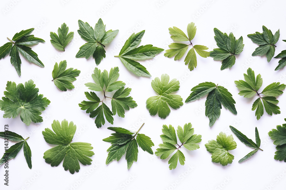 Green Leaves On White Background Green Leaves On White Background