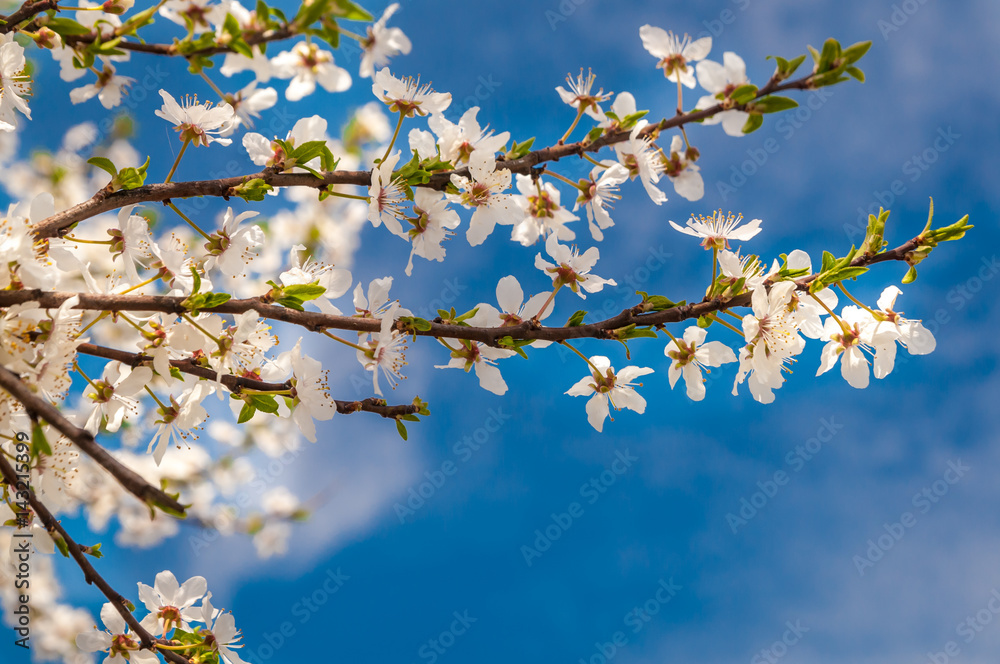 Blossom flowers in tree in the spring