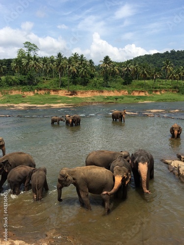 Elephants bathin in the river