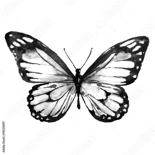 black butterfly,watercolor, isolated on a white