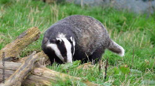 Badger © Steve Simmons UK