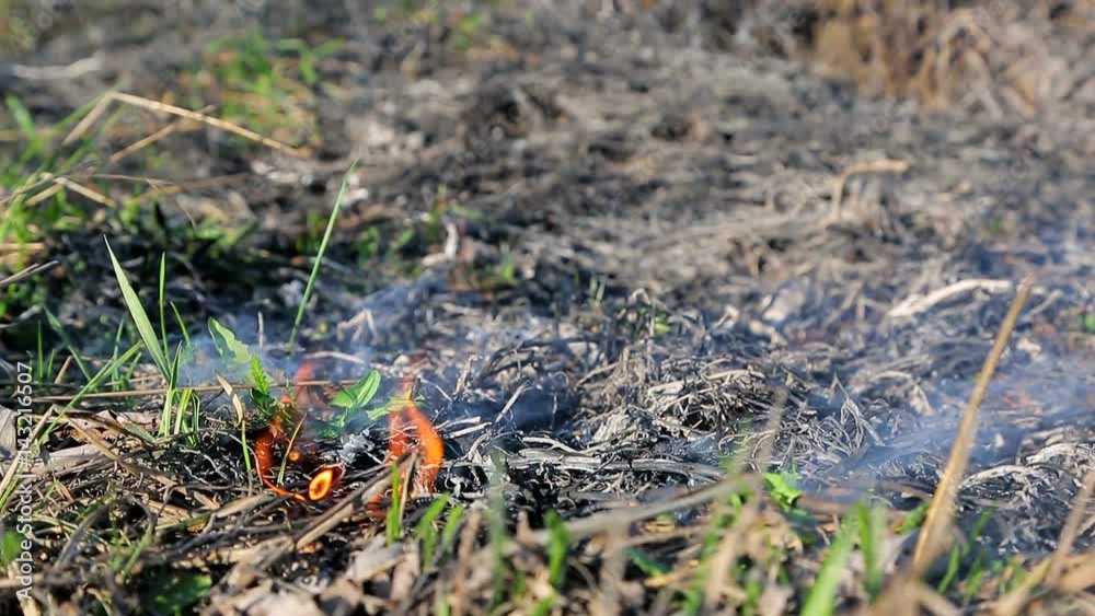 Burning dry grass closeup. Dry grass burns only sprouted green grass Burning dry grass closeup. Dry grass burns only sprouted green grass