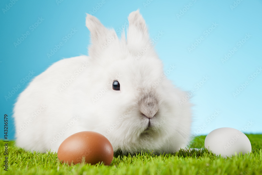 Easter Bunny sitting in green grass with colored eggs around