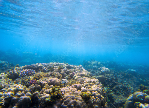 Underwater landscape with coral reef. Tropical seashore perspective photo