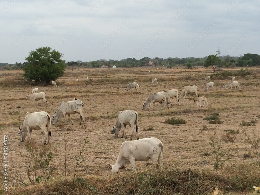 Obraz premium Cow herd at the street