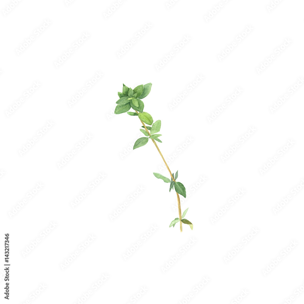 Botanical watercolor illustration of branch of thyme isolated on white background Botanical watercolor illustration of branch of thyme isolated on white background