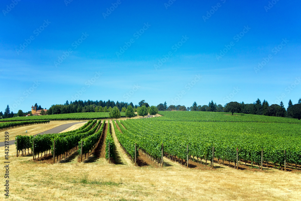 Fototapeta premium Rows of Grapes