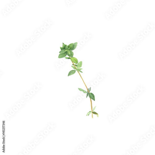 Botanical watercolor illustration of branch of thyme isolated on white background