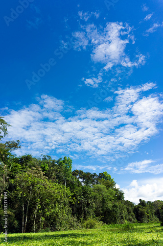 Amazon Rainforest Landscape