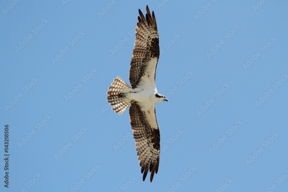 Fototapeta premium Osprey (pandion haliaetus)