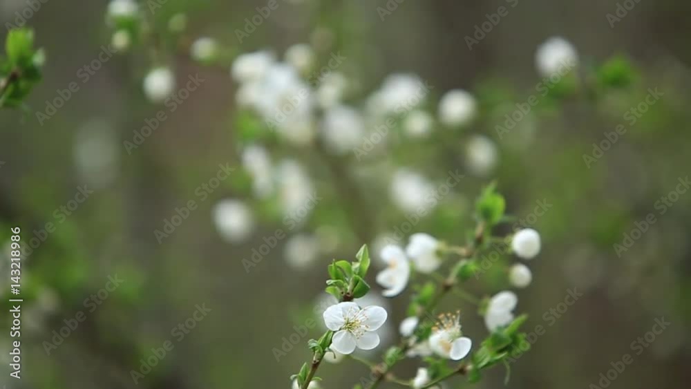 Flowering apple tree. Blooming Tree. Spring. Flowering apple tree. Blooming Tree. Spring.