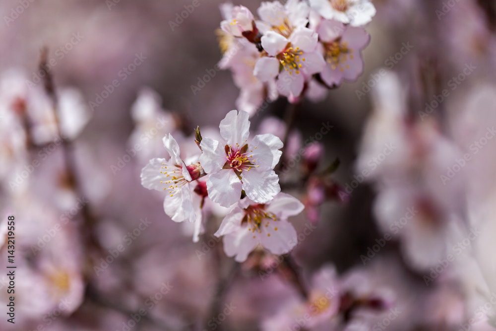 Spring flowers with blured background Spring flowers with blured background