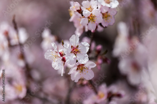 Spring flowers with blured background