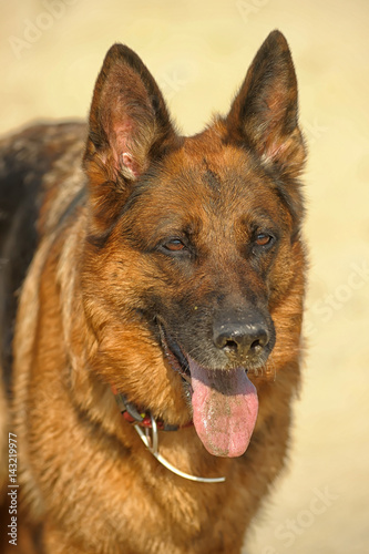 German shepherd portrait photo