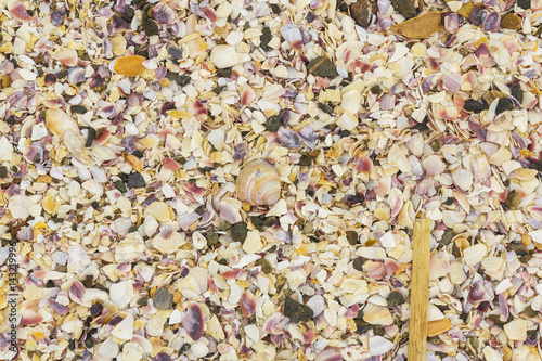 Broken Sea Shells, mussels, oyster, white, yellow, shellfish, pattern at Omana Beach Auckland New Zealand photo