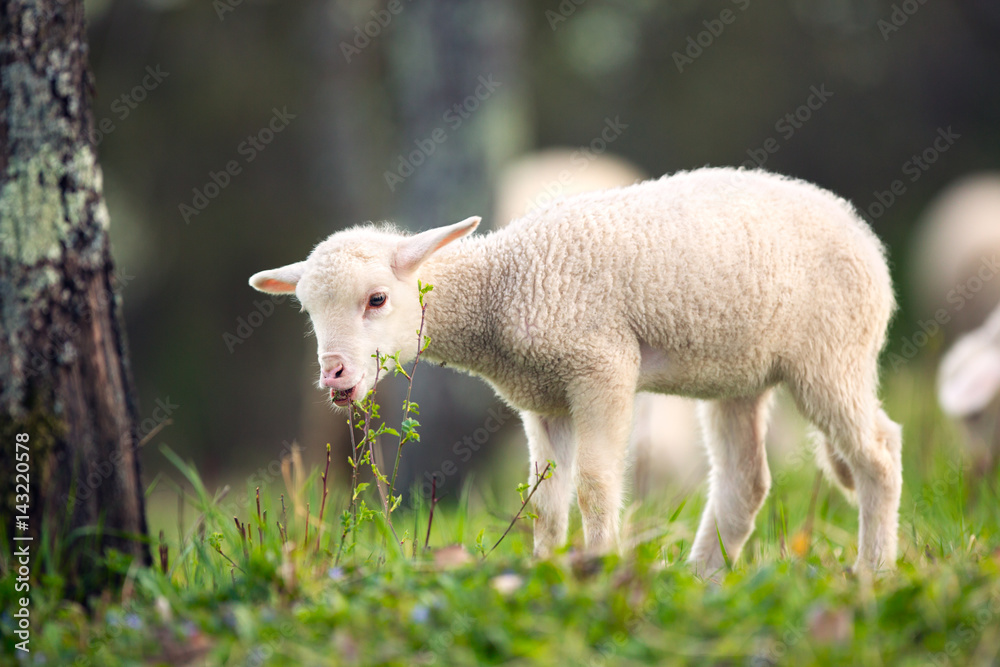 Naklejka premium Lamb grazing on green grass meadow