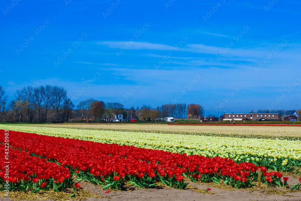 Beautiful tulips field. Beautiful flower background.