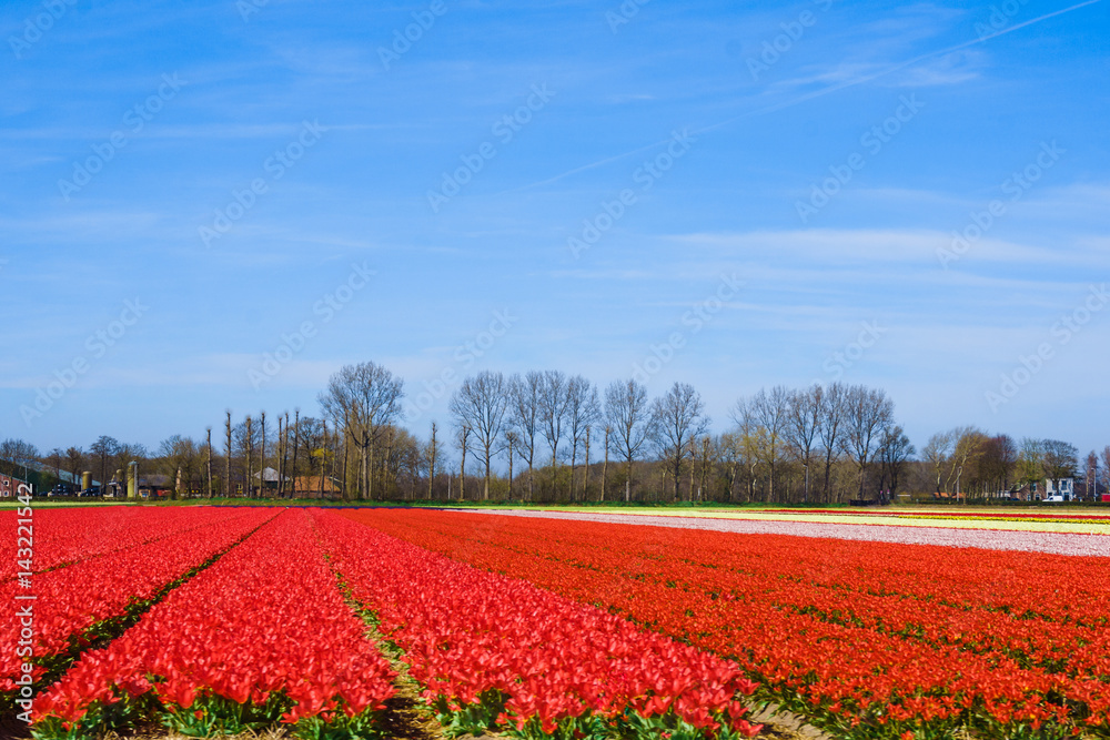 Landscape with tulips. Beautiful landscape of colorful tulip flower field