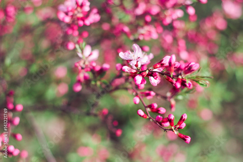 Bright pink buds of spring flowers on blurred background in blossom garden. Selective focus.