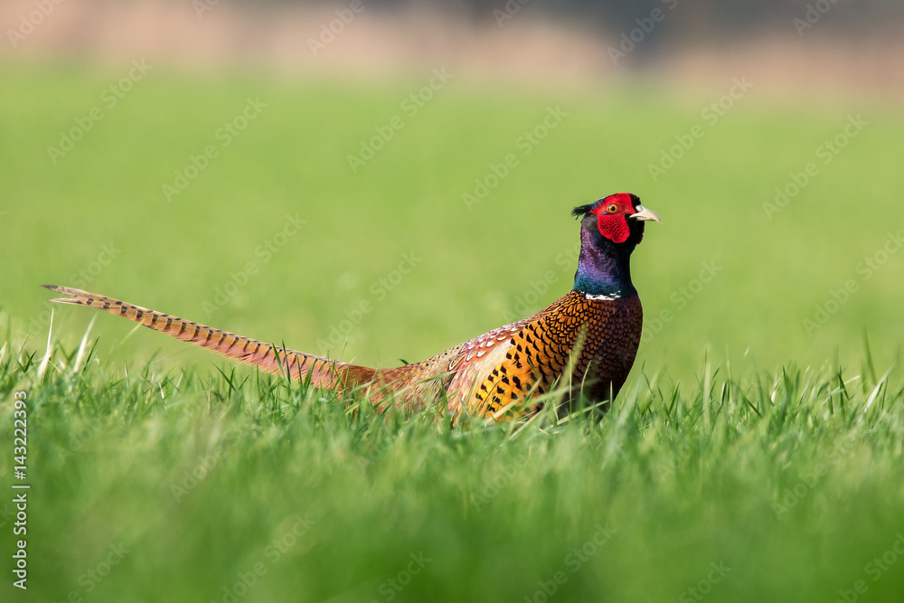 Fototapeta premium pheasant cock in spring field