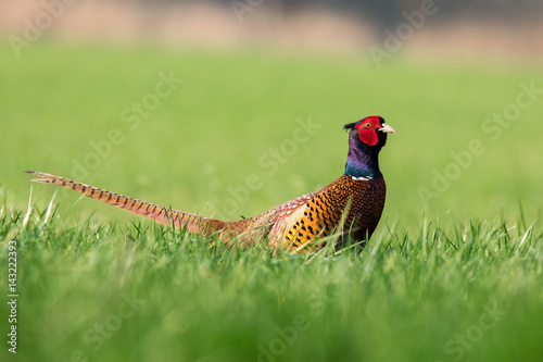 pheasant cock in spring field