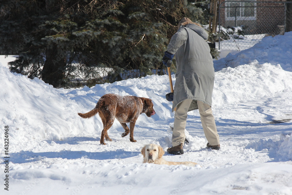 Man shoveling snow from his driveway after a heavy snowfall, with his dog keeping him company. Man shoveling snow from his driveway after a heavy snowfall, with his dog keeping him company.