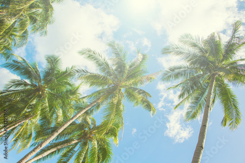 Palm tree and blue sky under sunlight. Tropical scene with palm leaves on sky background.