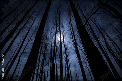 Night in the forest time lapse