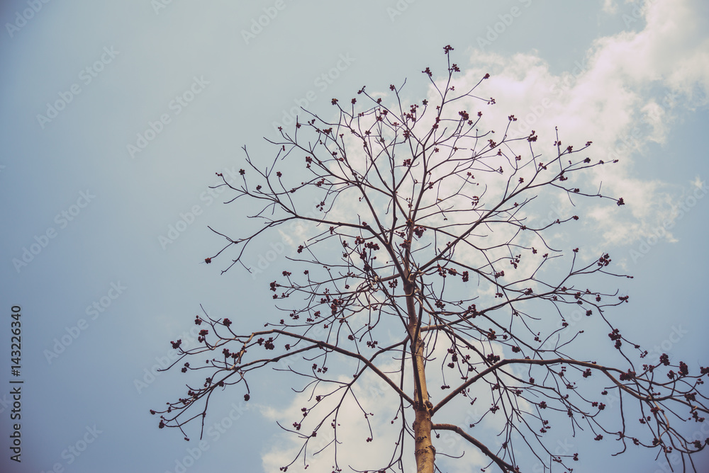 Fototapeta premium Sky above the trees in the forest in vintage tone.