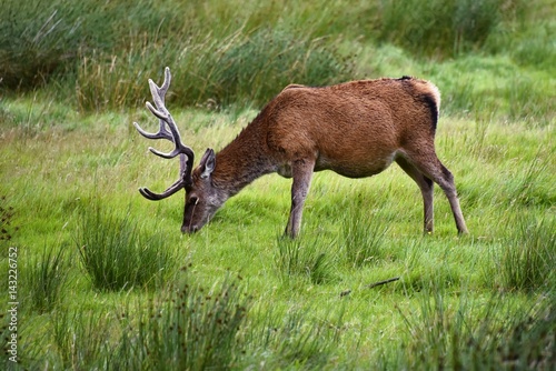 Schottland - Hirsch am Loch Assynt photo