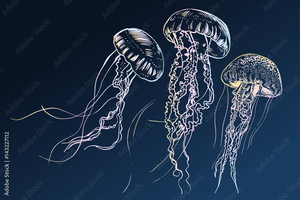 Naklejka premium Ręcznie rysowane meduzy. Ilustracji wektorowych. Kolekcja morska.