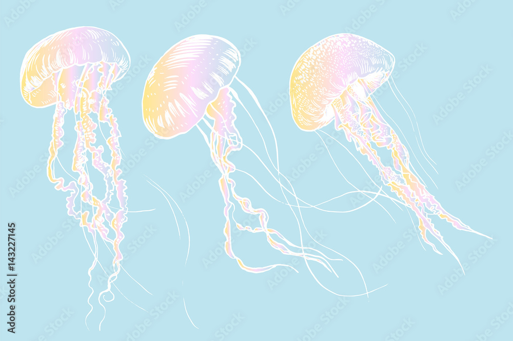 Obraz premium Hand drawn jellyfish. Vector illustration. Sea collection.