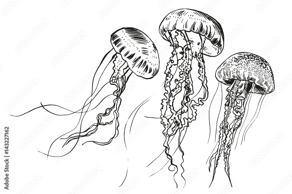 Naklejka premium Ręcznie rysowane meduzy. Ilustracji wektorowych. Kolekcja morska.