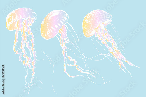 Hand drawn jellyfish. Vector illustration. Sea collection.