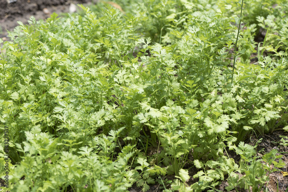 vegetable vegetable